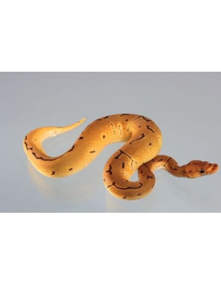 Python Regius Clown Pinstripe poss. hetero Piebald Ball Python (0.1)