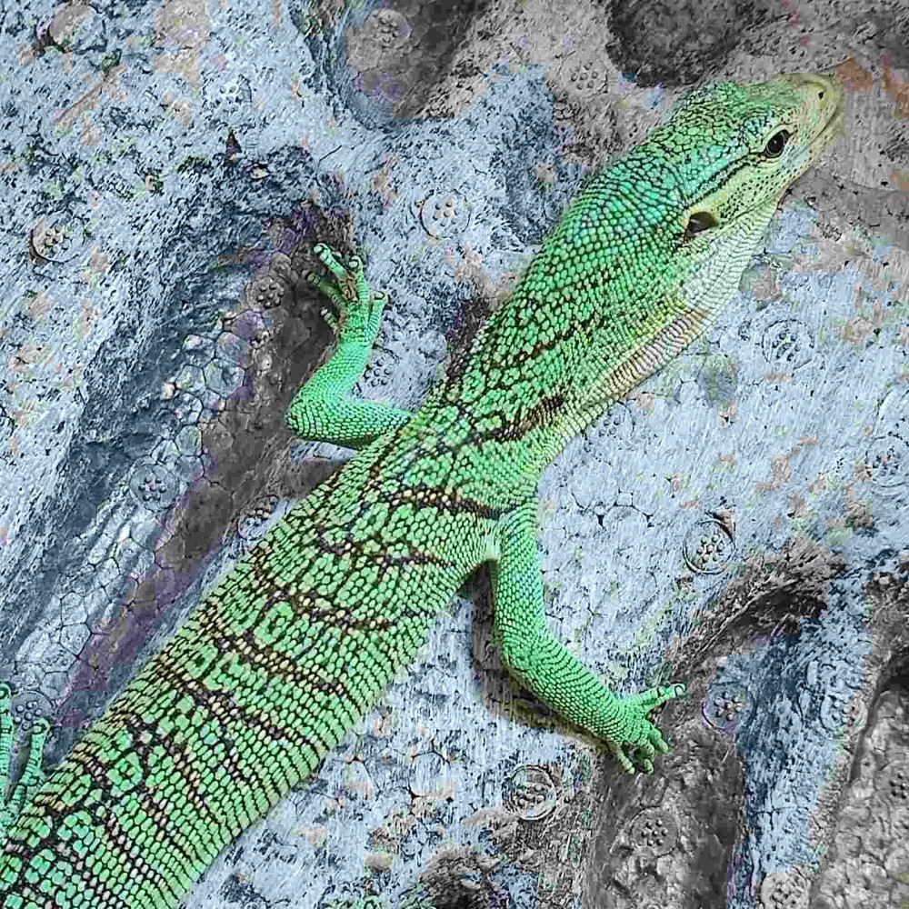 Varanus Prasinus Green Tree Monitor Merauke Male 1.0