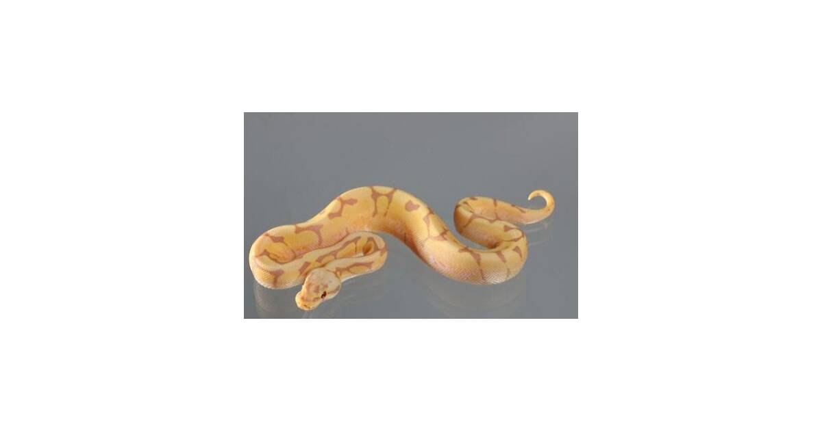 Python Regius Coral Glow (Banana) Ultramel Spider (Red Eyes) Female (0.1)