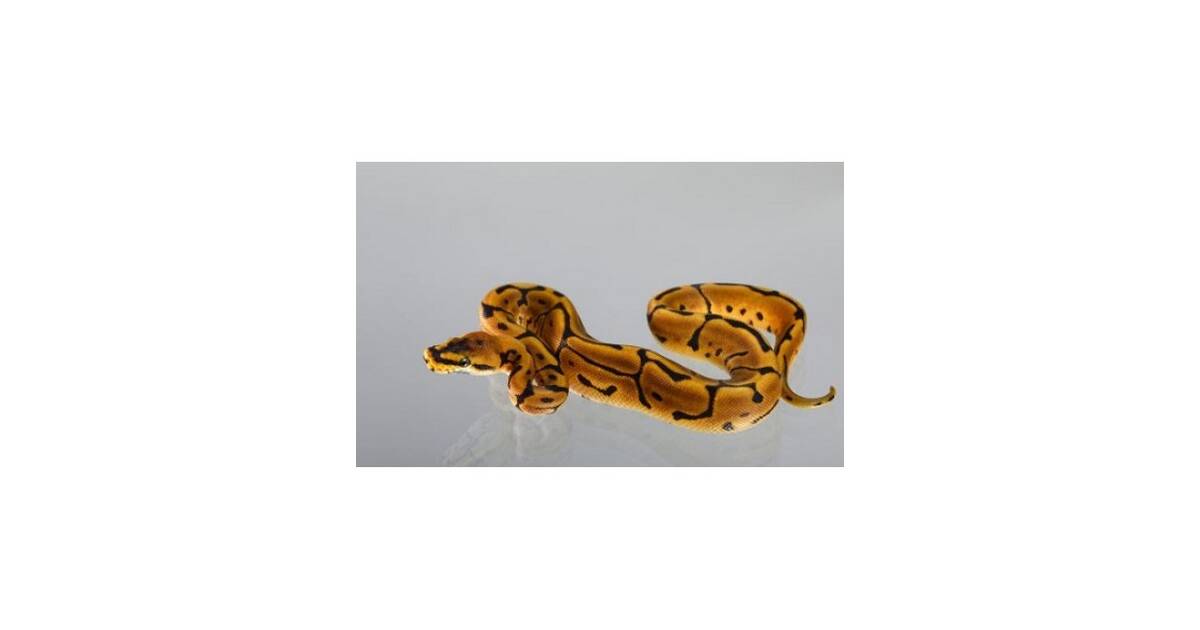 Python Regius Leopard Spider Ball Python (0.1)