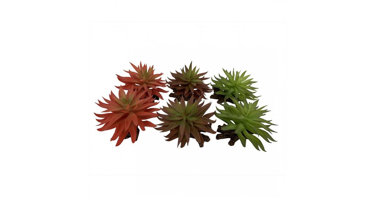 Terra Della Sedum Dark Red Green