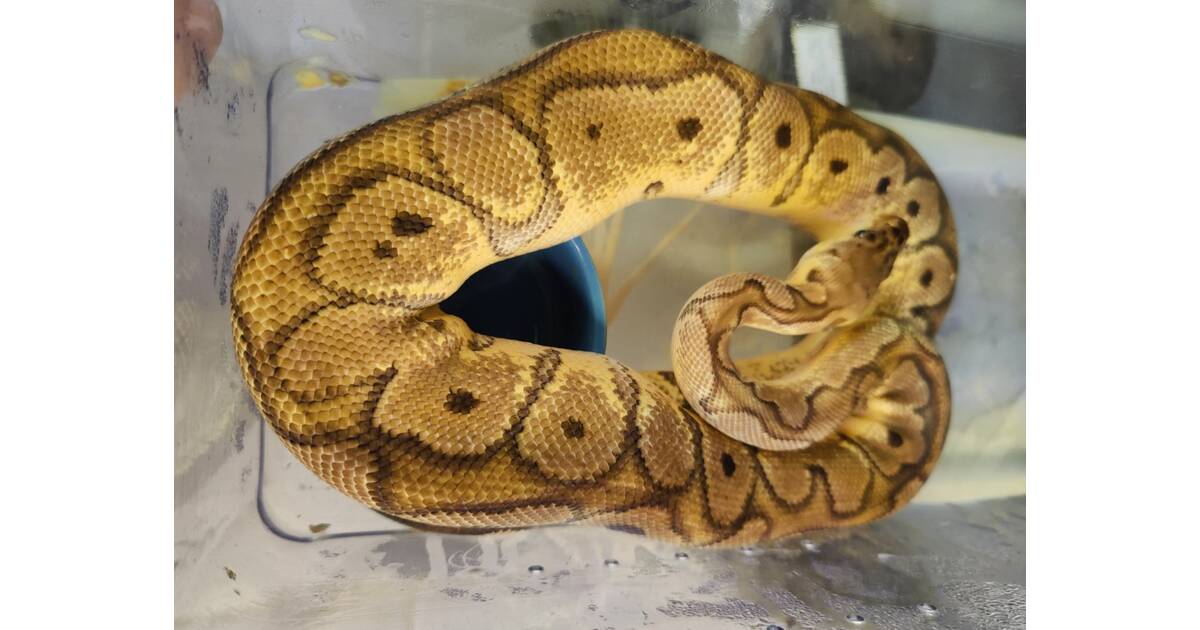 Python Regius Black Head Pinstripe Ball Python (0.1) μόνο με