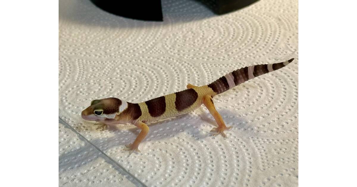 aquariumshop-leopard-gecko-juvenile-0-0-1-85-00