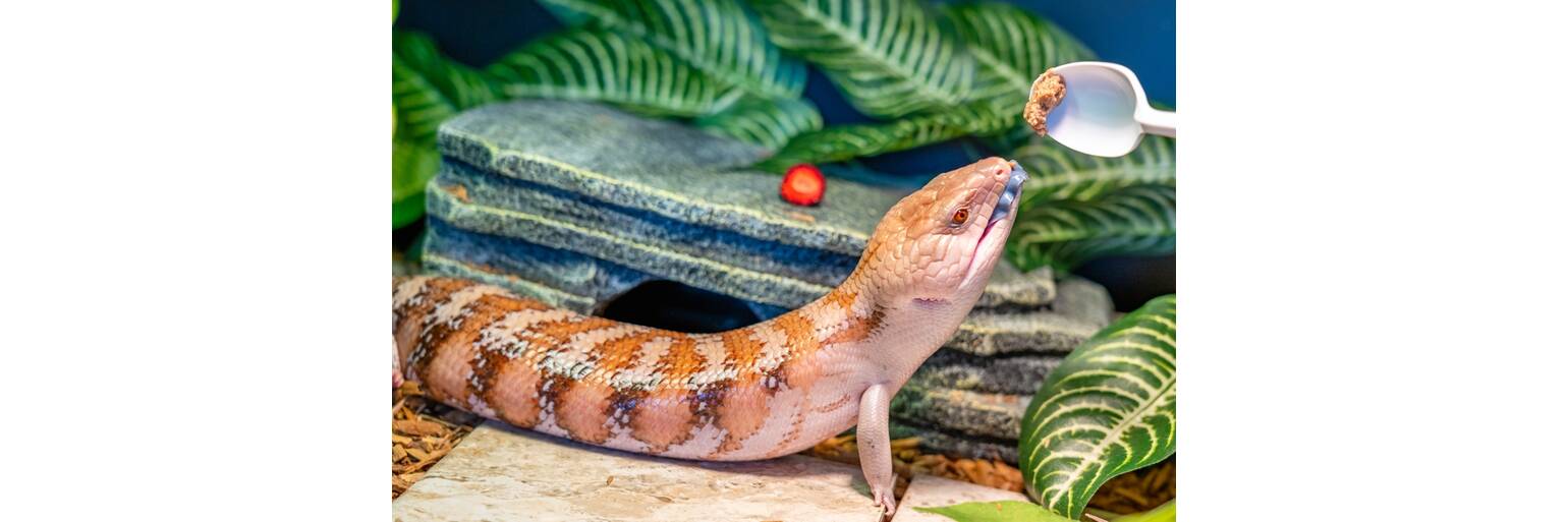 What is the Right Food for Your Reptiles and Amphibians?