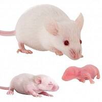 FROZEN FOODS image