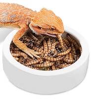 FOOD image