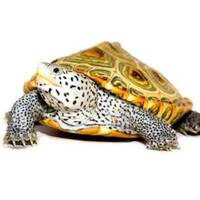 TURTLES image