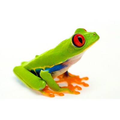 Agalychnis Callidryas S