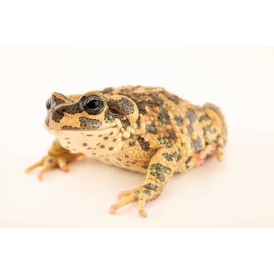 Bufo Brongersnail (EU-BRED) M/L