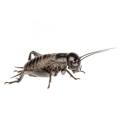 Gryllus Campestris (Black Field Cricket) 1 Box