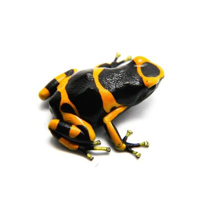 Dendrobates Leucomelas (eu-bred) M