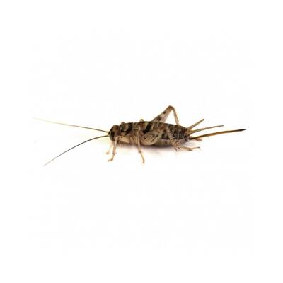 Achaeta Domestica Pinhead Crickets 1 Box