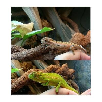 Bradypodion Pumilum Pair (1.1)