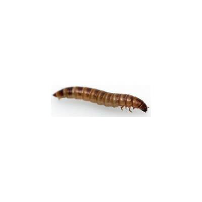 Buffalo Worm 60 gr