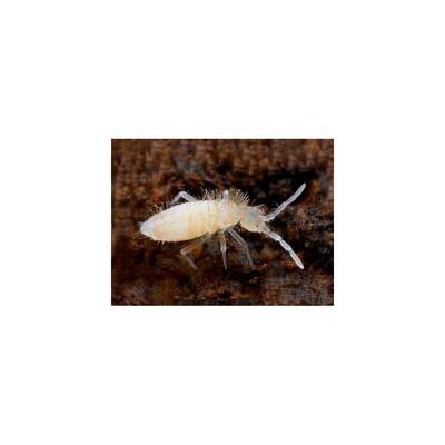 Collembola Box 60gr