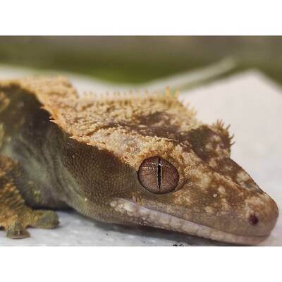 Crested Gecko ''Tiger'' Male (1.0) 2