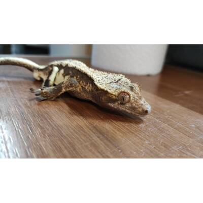 Crested Gecko ''Tiger'' Male (1.0) 3