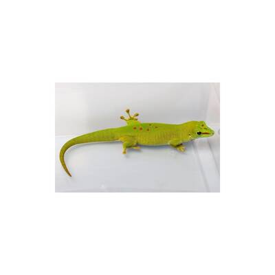 Day gecko Female (0.1)