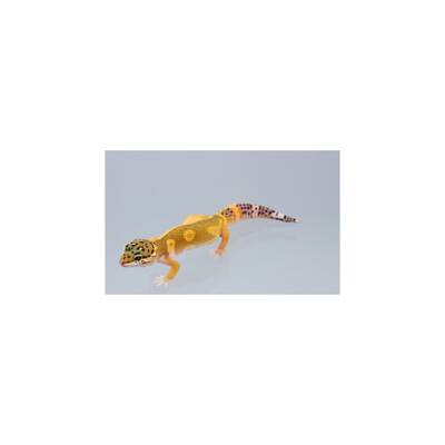 Eublepharis Macularius Leopard gecko Black Night Mandarin het. Noir Desire Female (0.1)