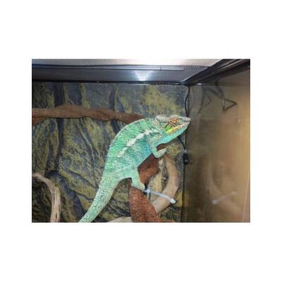 Furcifer Pardalis Nosy Be WC Male (1.0)