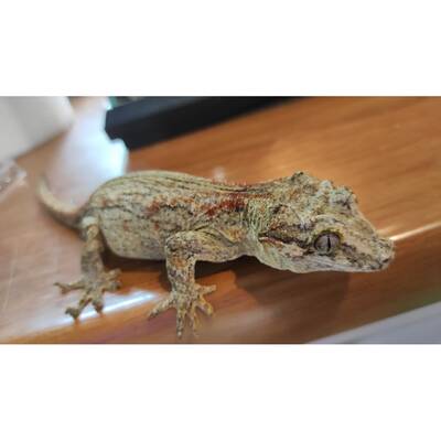 Gargoyle Gecko Female (0.1) 2