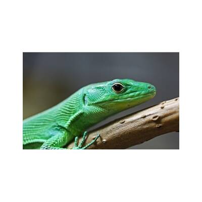 Gastropholys Prasina pair 1.1