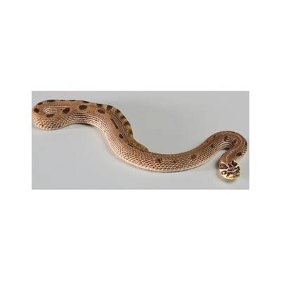 Heterodon n. nasicus Anaconda Hogenose snake Male (1.0)
