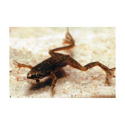 Hymenochirus Boettgeri M