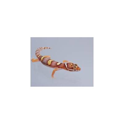 Leopard Gecko ''Bell Albino'' Female (0.1)