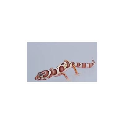 Leopard Gecko ''Bell Albino-Mack Snow'' Juvenile (0.0.1)