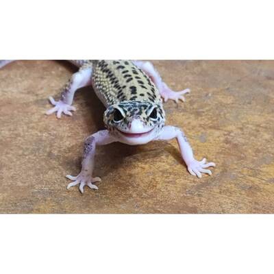 Leopard Gecko Snow (Mask) 100% Het Albino (Tremper) Pos Jungie Pos Tangerine Juvenile(0.0.1)