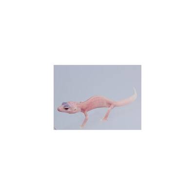 Leopard Gecko ''Super Mack Snow-Super Raptor-Pastel'' Juvenile (0.0.1)