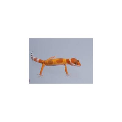 Leopard Gecko ''Tangerine'' Female (0.1)
