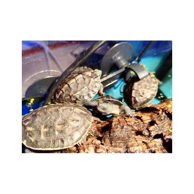 Mauremys Sinensy (Chinese Stripe)