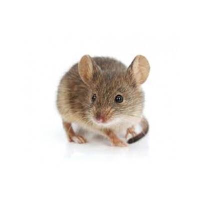 Mouse Small 6-15 gr