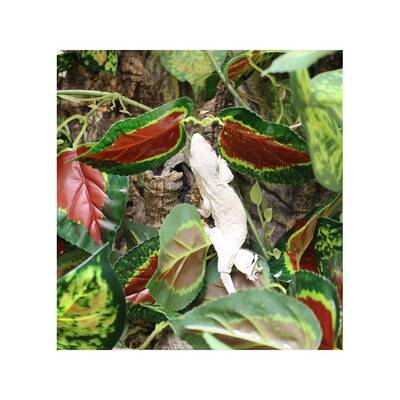 Pangea Leafy Vine Caladium