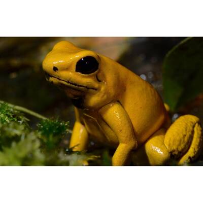 Phyllobates Terribilis (eu-bred) L