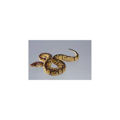 Python Regius Clown-Bongo-Pastel  Ball Python Female (0.1)
