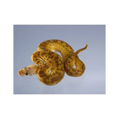 Python Regius Clown Pinstripe Pastel Male (1.0)