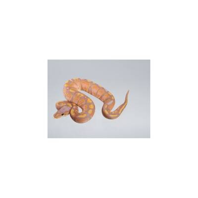 Python Regius Coral-Glow (Banana) - 100% hetero Ultramel Ball Python Male (1.0)