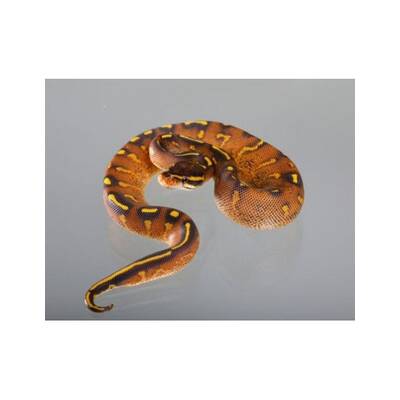 Python Regius Super Gravel Male (1.0)