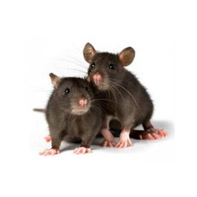 Rat Weaner 60-90gr