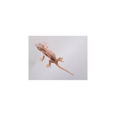 Rhachodactylus Auriculatus Hump-headed gecko Female (0.1)