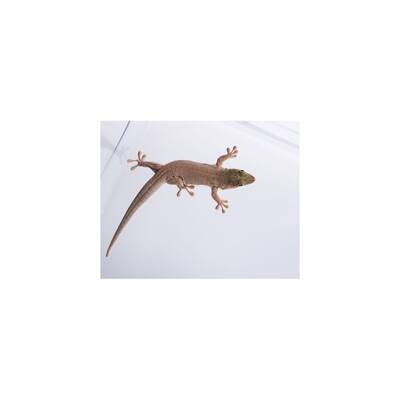 Standing's day gecko Female (0.1)