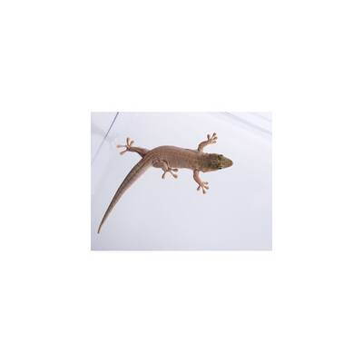 Standing's day gecko Male (0.1)