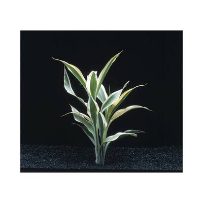 Stoffels Dracaena Sanderiana