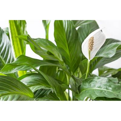 Stoffels Spathiphyllum wallisii