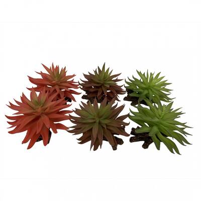 Terra Della Sedum Dark Red Green