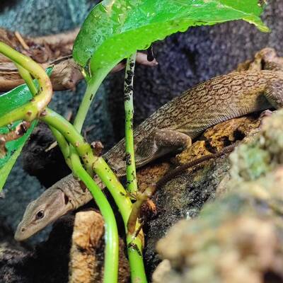 Varanus Tristis Black Head Monitor (0.1)