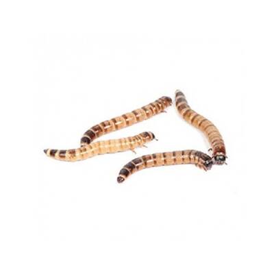 Zoophopas Morio Worm 100 gr